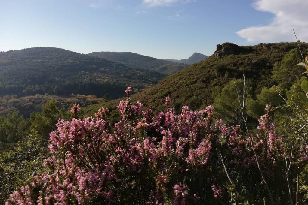 Maison De Village De Caractere Nébian Dış mekan fotoğraf